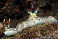 scuba diving photo