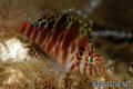 scuba diving photo