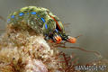 scuba diving photo