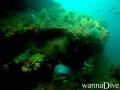 scuba diving photo