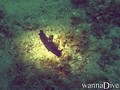 scuba diving photo