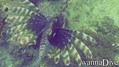 scuba diving photo