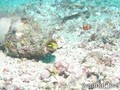 foto de buceo