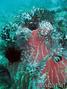 scuba diving photo