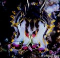 scuba diving photo