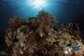 scuba diving photo
