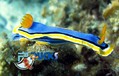 scuba diving photo