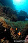 scuba diving photo
