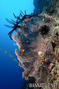 scuba diving photo