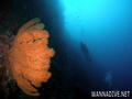 scuba diving photo