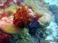 scuba diving photo