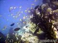 scuba diving photo