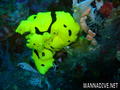 scuba diving photo