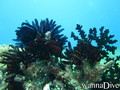 scuba diving photo