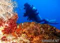 scuba diving photo