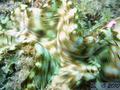 scuba diving photo