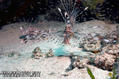 scuba diving photo