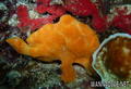 scuba diving photo