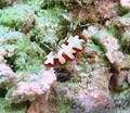 scuba diving photo