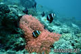 scuba diving photo
