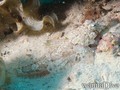 scuba diving photo