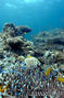 scuba diving photo