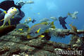 scuba diving photo