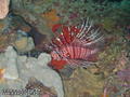 scuba diving photo
