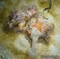 foto de buceo