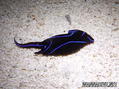 foto de buceo
