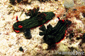 scuba diving photo