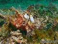 foto de buceo