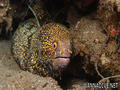scuba diving photo