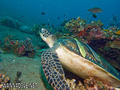scuba diving photo