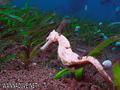 scuba diving photo