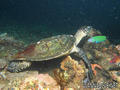scuba diving photo