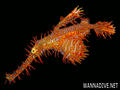 scuba diving photo