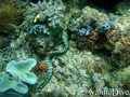 foto de buceo