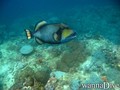 foto de buceo