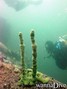 scuba diving photo