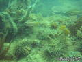 scuba diving photo