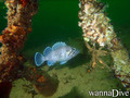 scuba diving photo