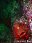 scuba diving photo