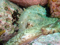 scuba diving photo