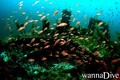 scuba diving photo
