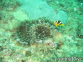 scuba diving photo
