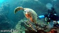 scuba diving photo