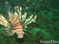 scuba diving photo