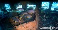 scuba diving photo