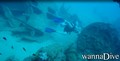 scuba diving photo